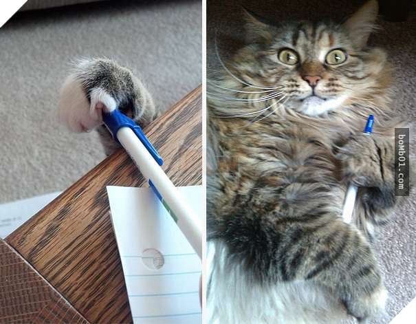 Cười lăn với 19 ‘kiểu ăn năn’ của thú cưng khi bị bắt quả tang, #17 đừng chọc giận chú mèo này 6