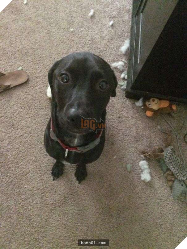 Cười lăn với 19 ‘kiểu ăn năn’ của thú cưng khi bị bắt quả tang, #17 đừng chọc giận chú mèo này 5