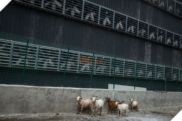 
Các chú dê ở làng gần đó đi ngang qua khu vực làm mát của khu khai mỏ bitcoin.
