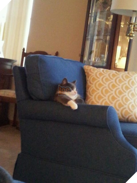 ‘Bạn có muốn nuôi tôi không’? Nhìn tư thế ngồi ‘nghễm nghệ’ của 10 thú cưng này mọi người cười lăn