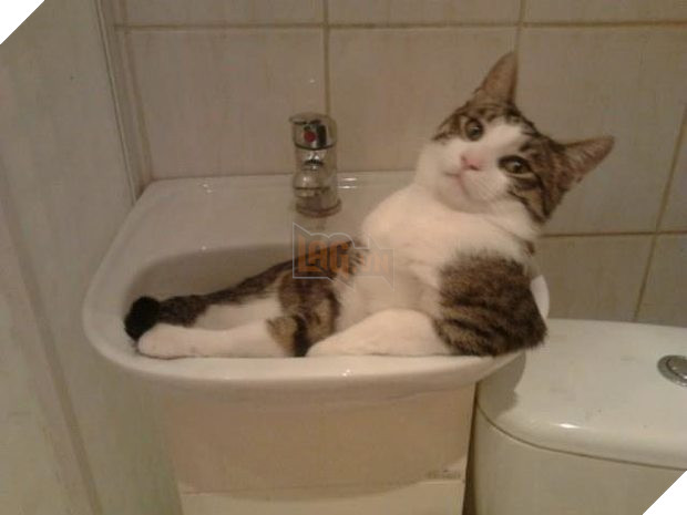 ‘Bạn có muốn nuôi tôi không’? Nhìn tư thế ngồi ‘nghễm nghệ’ của 10 thú cưng này mọi người cười lăn 2