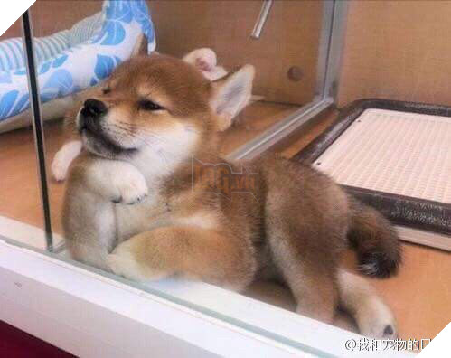 ‘Bạn có muốn nuôi tôi không’? Nhìn tư thế ngồi ‘nghễm nghệ’ của 10 thú cưng này mọi người cười lăn 3