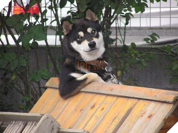 ‘Bạn có muốn nuôi tôi không’? Nhìn tư thế ngồi ‘nghễm nghệ’ của 10 thú cưng này mọi người cười lăn 4