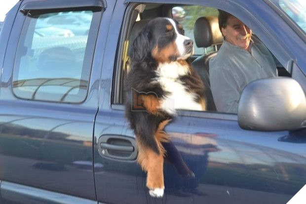 ‘Bạn có muốn nuôi tôi không’? Nhìn tư thế ngồi ‘nghễm nghệ’ của 10 thú cưng này mọi người cười lăn 5