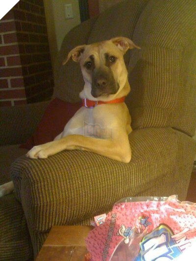 ‘Bạn có muốn nuôi tôi không’? Nhìn tư thế ngồi ‘nghễm nghệ’ của 10 thú cưng này mọi người cười lăn 6