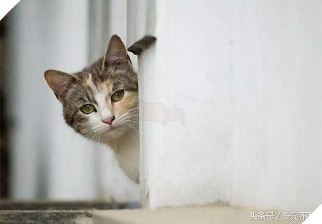 18 bức ảnh chứng minh mèo là ‘cao thủ’ chơi trốn tìm, chủ nhân đành phải bỏ qua