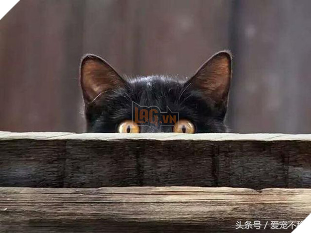 18 bức ảnh chứng minh mèo là ‘cao thủ’ chơi trốn tìm, chủ nhân đành phải bỏ qua 2