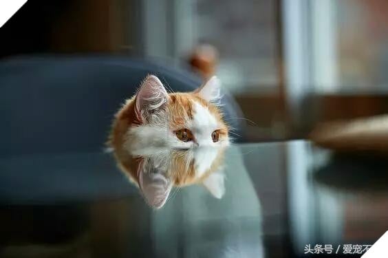 hành vi kì lạ của mèo