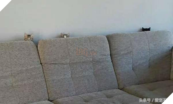 18 bức ảnh chứng minh mèo là ‘cao thủ’ chơi trốn tìm, chủ nhân đành phải bỏ qua 5