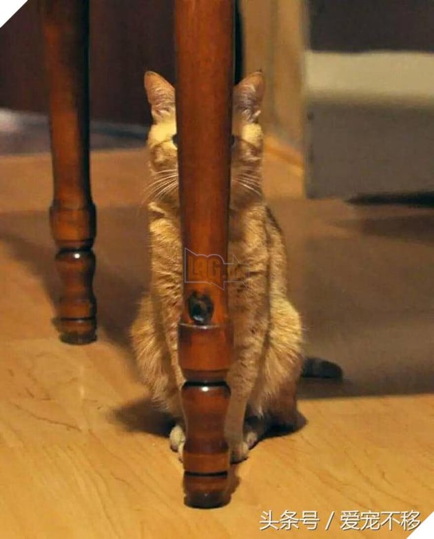 18 bức ảnh chứng minh mèo là ‘cao thủ’ chơi trốn tìm, chủ nhân đành phải bỏ qua 6