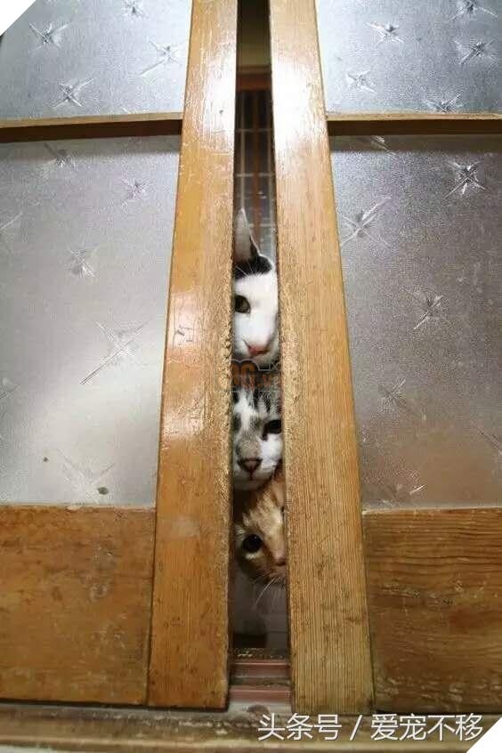 18 bức ảnh chứng minh mèo là ‘cao thủ’ chơi trốn tìm, chủ nhân đành phải bỏ qua 4