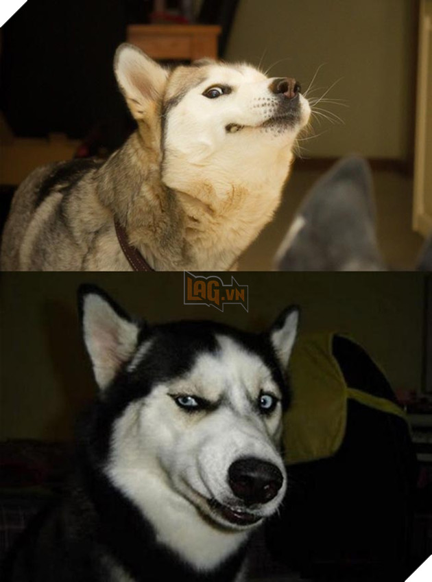 ảnh chó husky hài hước
