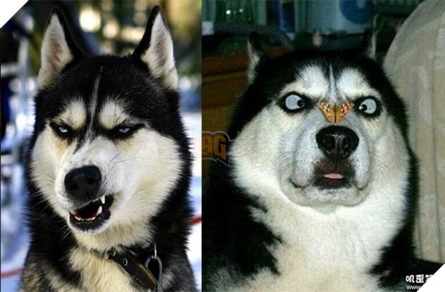 ảnh chó husky hài hước