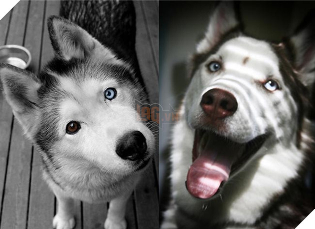 ảnh chó husky hài hước