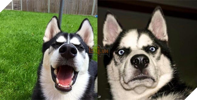 ảnh chó husky hài hước