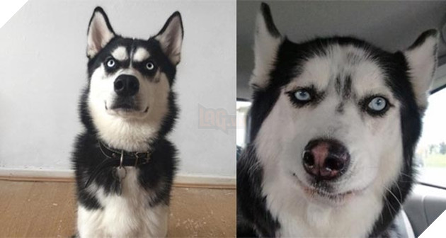 ảnh chó husky hài hước