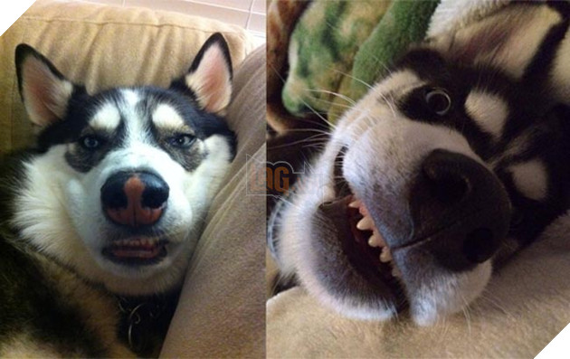 ảnh chó husky hài hước