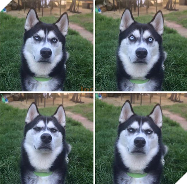 ảnh chó husky hài hước