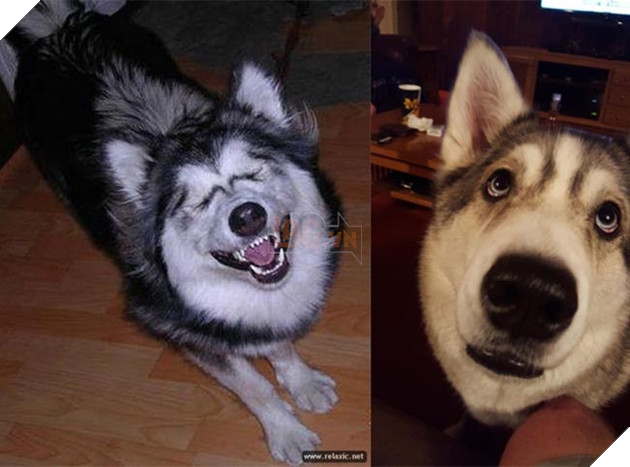 ảnh chó husky hài hước