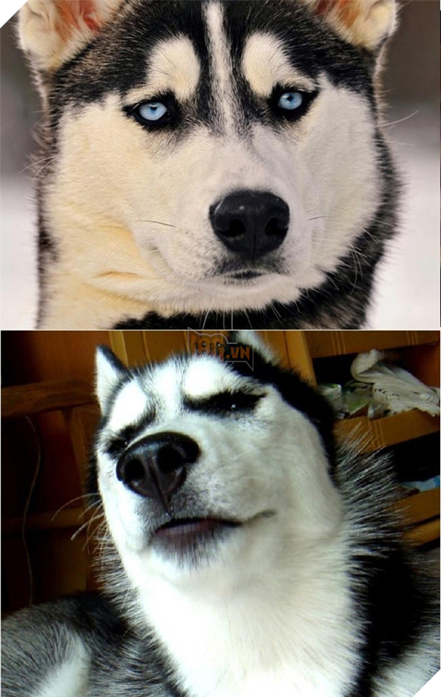 ảnh chó husky hài hước