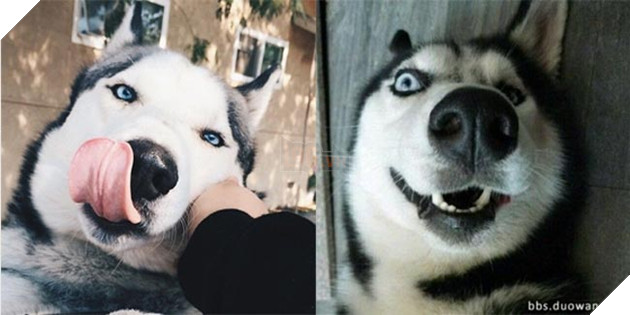 ảnh chó husky hài hước