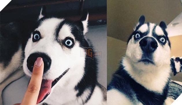 ảnh chó husky hài hước