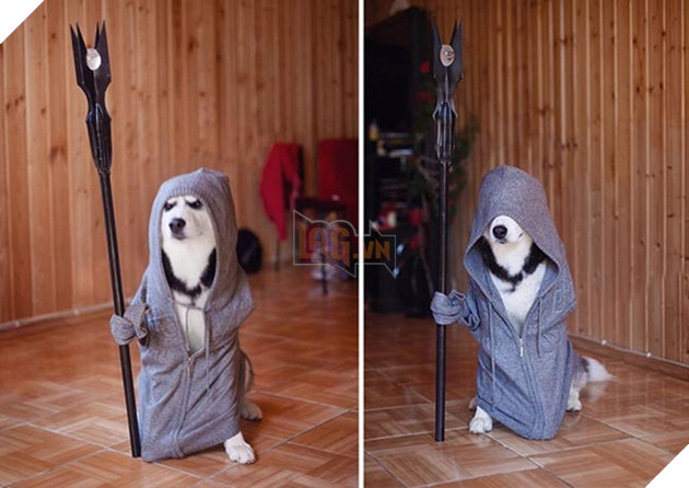 ảnh chó husky hài hước