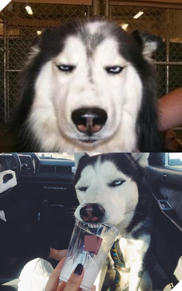 ảnh chó husky hài hước