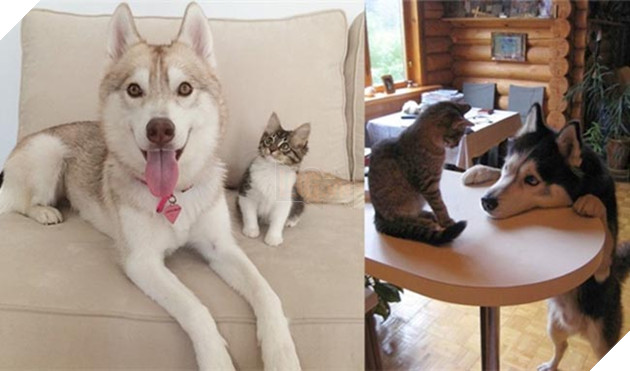 ảnh chó husky hài hước