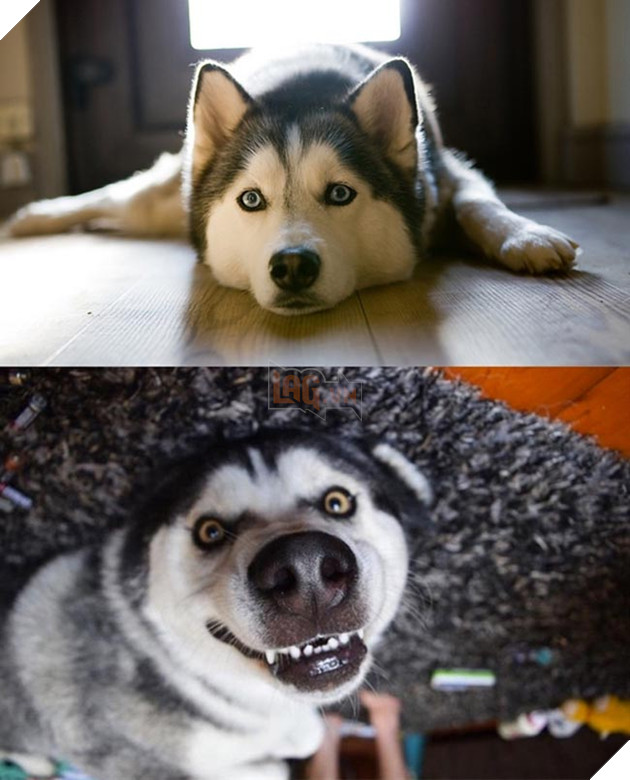 ảnh chó husky hài hước