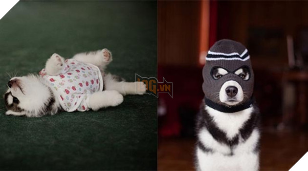 ảnh chó husky hài hước