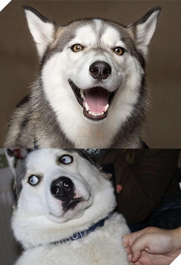 ảnh chó husky hài hước