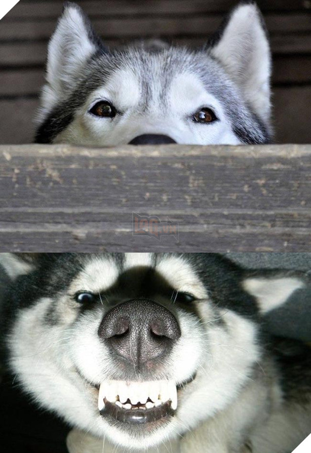 ảnh chó husky hài hước