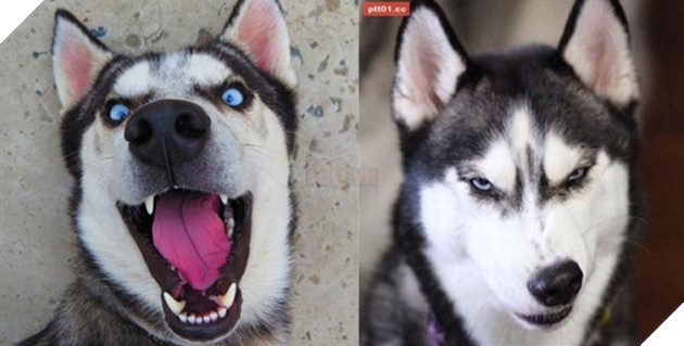 ảnh chó husky hài hước