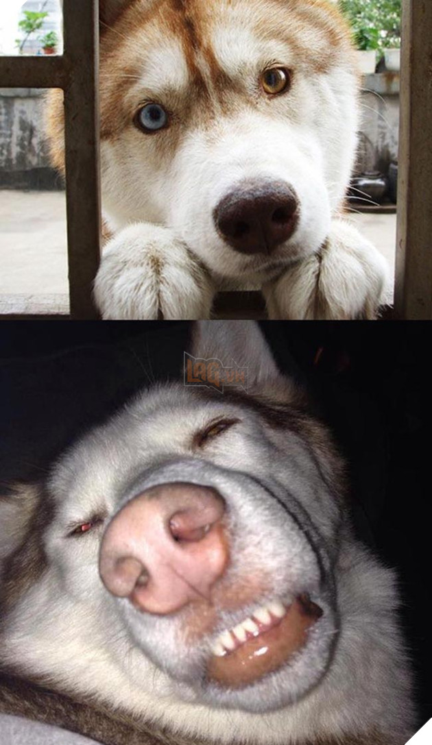 ảnh chó husky hài hước