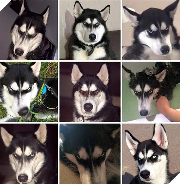 ảnh chó husky hài hước