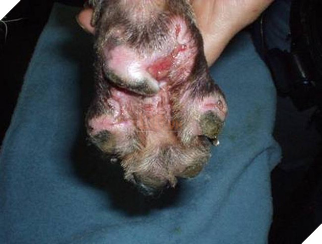 chú chó tim chủ sau 3 năm và 600km