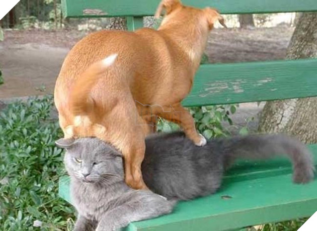 chó thể hiện quyền uy đè đầu cưỡi cổ mèo