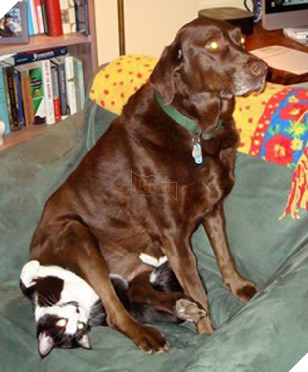 chó thể hiện quyền uy đè đầu cưỡi cổ mèo