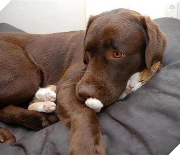 chó thể hiện quyền uy đè đầu cưỡi cổ mèo