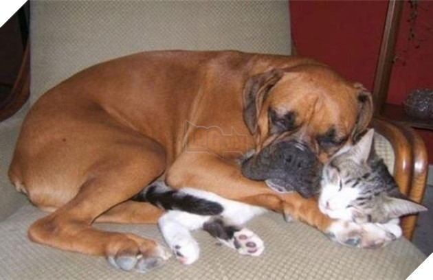 chó thể hiện quyền uy đè đầu cưỡi cổ mèo