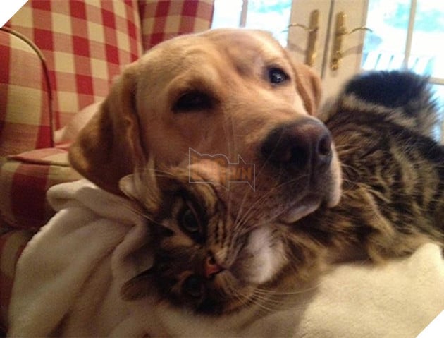 chó thể hiện quyền uy đè đầu cưỡi cổ mèo