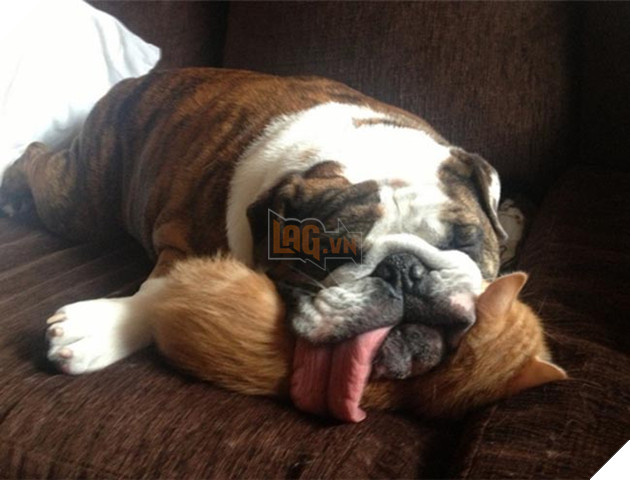 chó thể hiện quyền uy đè đầu cưỡi cổ mèo