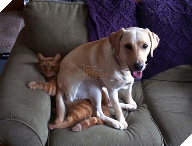 chó thể hiện quyền uy đè đầu cưỡi cổ mèo