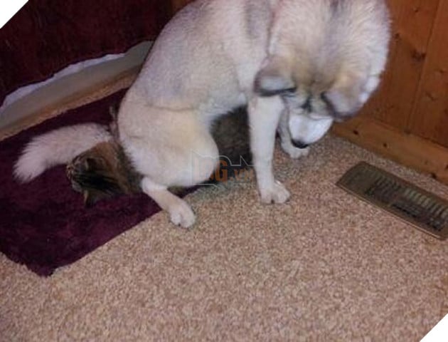 chó thể hiện quyền uy đè đầu cưỡi cổ mèo