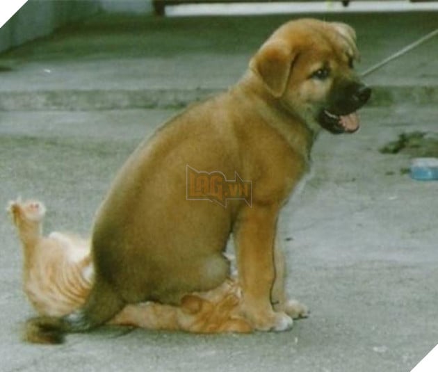 chó thể hiện quyền uy đè đầu cưỡi cổ mèo