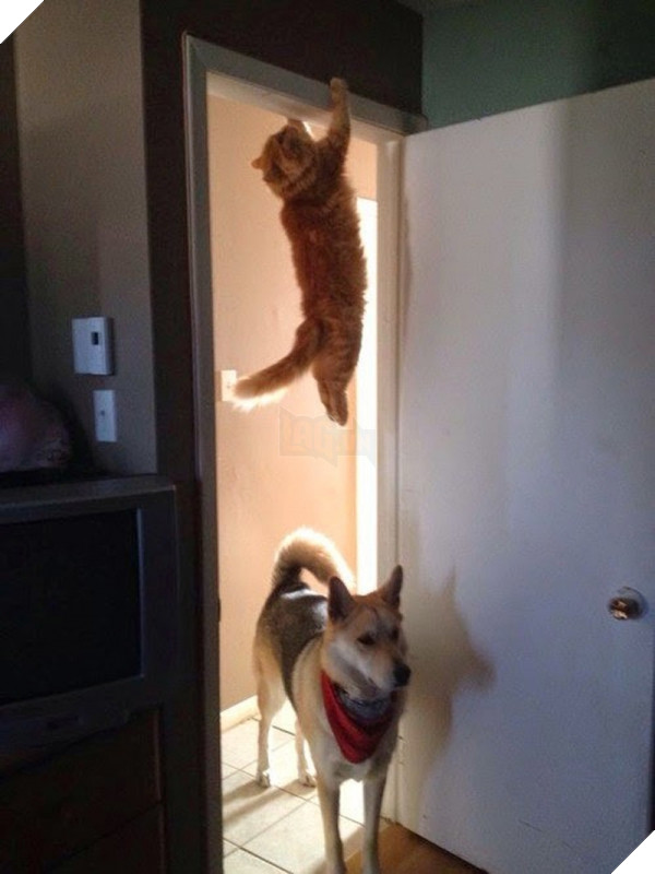 tinhhoa.net-vSSe4E-20150123-chum-anh-hai-huoc-cua-nhung-chu-meo-thich-choi-tron-tim