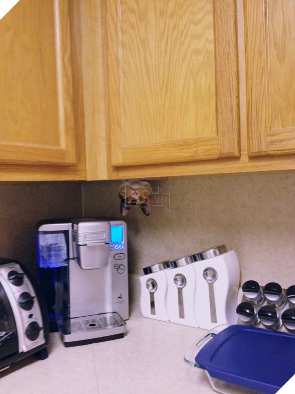 tinhhoa.net-yFQpYx-20150123-chum-anh-hai-huoc-cua-nhung-chu-meo-thich-choi-tron-tim