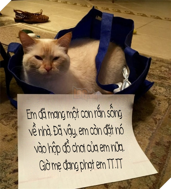 Xốn xang với loạt ảnh chứng minh mèo chỉ là lũ “hư thân mất nết” 15