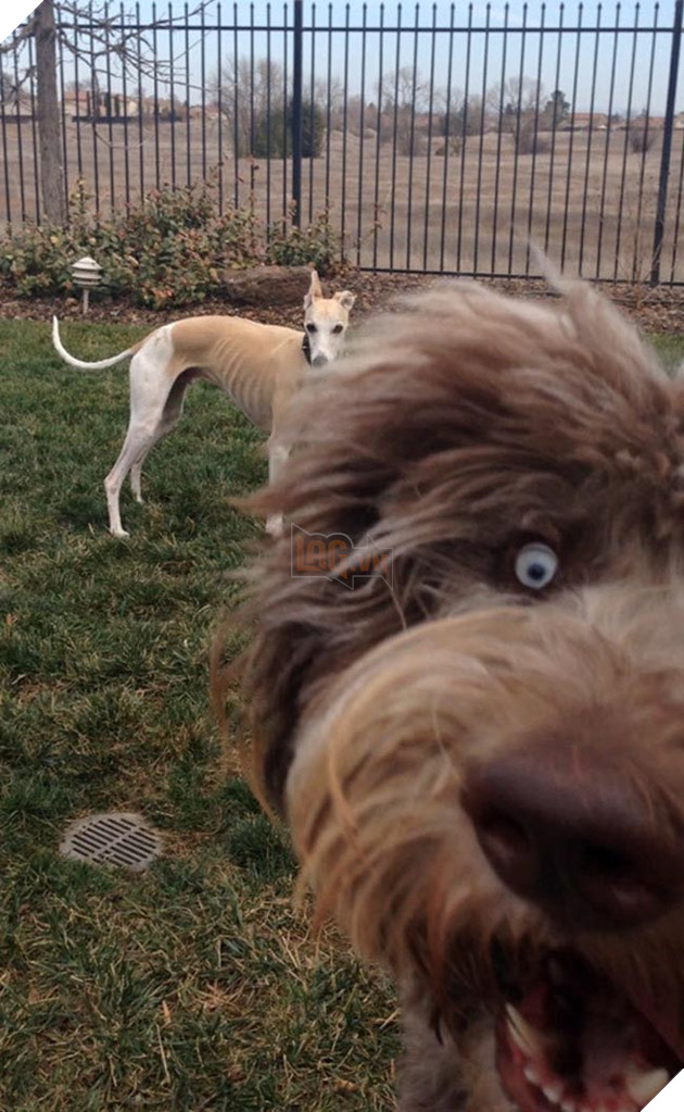 những chú chó phá đám khi chụp ảnh